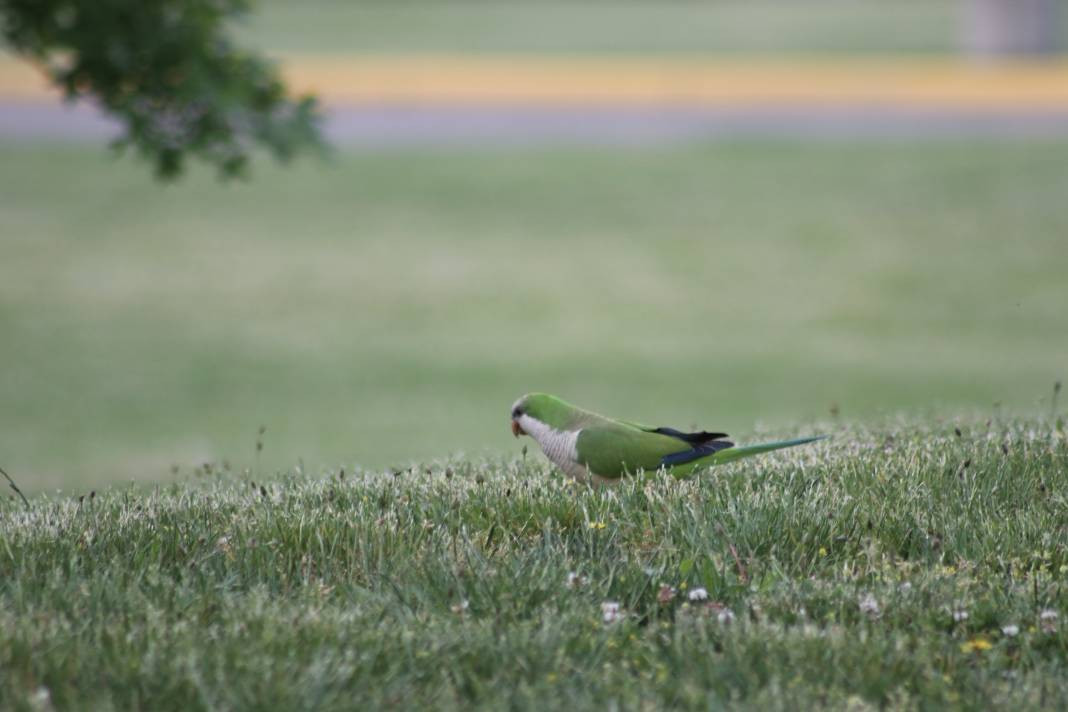 Yürüyüş yolundaki kuşlar böyle görüntülendi - Resim: 4